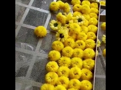 2300 * 1200 * 2000mm Máy sấy lò nướng không khí nóng 2 giá Trái cây Máy sấy lá trà